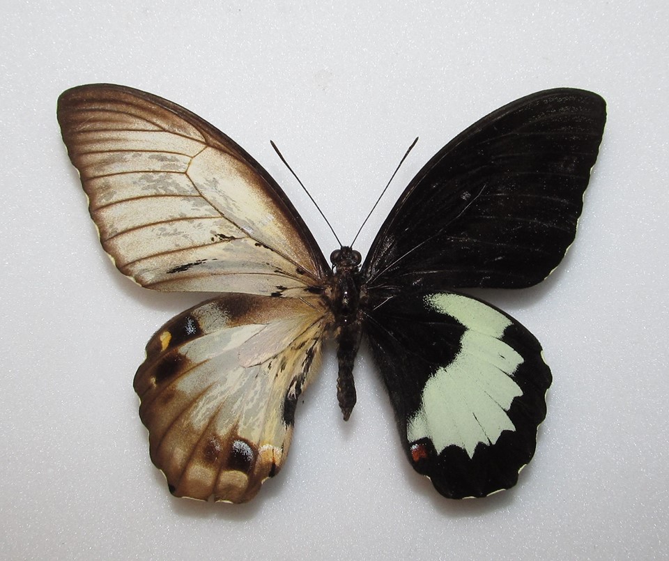 Papilio aegeus (Abb) Internet Image property of respective owner, non-commercial use only